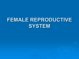 MenstrualCycle.ppt