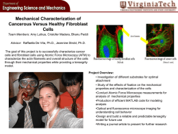 Mechanical Characterization of Cancerous Versus Healthy Fibroblast Cells (PPT | 892KB)