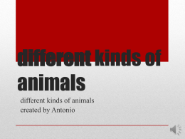 ABC Animals - Antonio