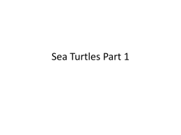 Sea Turtles -part 1