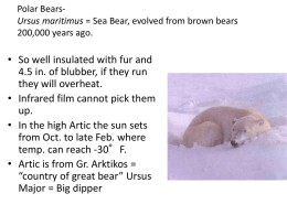 Mammals - part 2 - polar bears