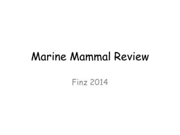 Marine Mammal Review
