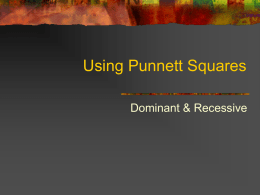 Dominant and Recessive using Punnett Square
