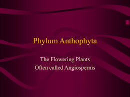 Phylum Anthophyta