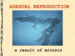 Quiz 6C part 1 (asexual reproduction)