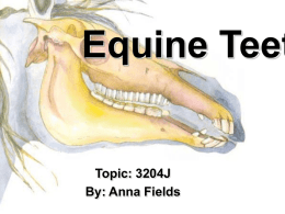 Equine Teeth (Part 1)