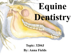 Equine Teeth (Part 2)