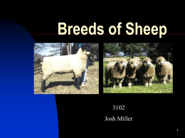 Breeds of Sheep