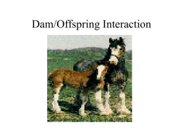 Dam/Offspring Interaction