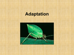 Adaptation Game