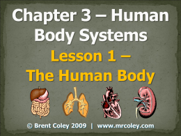 The Human Body Powerpoint
