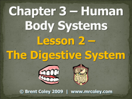 3.2 The Digestive System Powerpoint