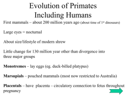 Evolution of Primates - Power Point Presentation