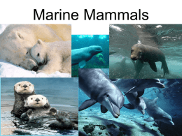 Marine Mammals- Powerpoint