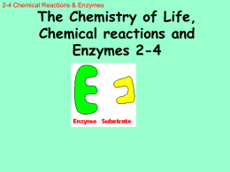 2.4 Reactions/Enzymes