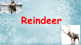 Reindeer Facts Powerpoint