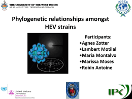 Phylogenetic relationships amongst HEV strains