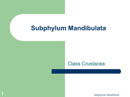 Subphylum Mandibulata (ppt)