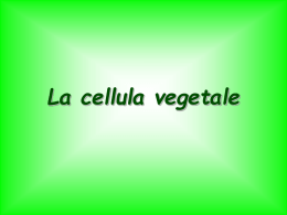 /poletti/TESTI/DIDATTICA/lezioni_ppt/cellula_vegetale.ppt