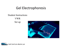 Gel electrophoresis student VWR.ppt