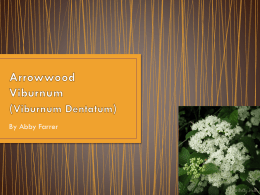 Arrowwood viburnum