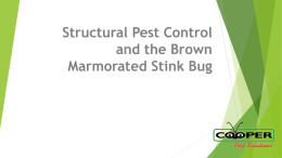 Structural Pest Control and the Brown Marmorated Stink Bug