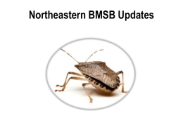 Northeastern BMSB Updates