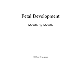 3.02 Fetal Development Month by Month