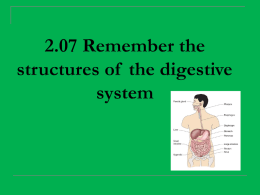 2.07 Structures of the Digestive System