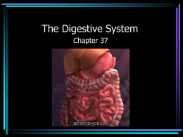 The Digestive System Part 1 (PowerPoint)