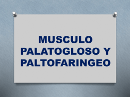 MUSCULO PALATOGLOSO Y PALTOFARINGEO