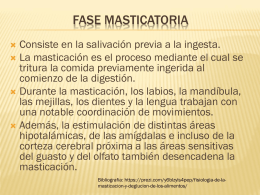 FASE MASTICATORIA