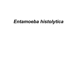 Entamoeba histolytica.ppt