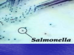 Presentación1 salmonella.ppt
