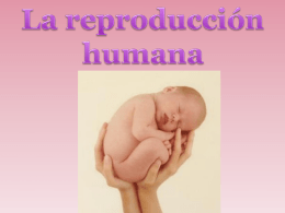 La reproducción humana.ppt