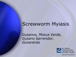 ScrewwormMyiasis