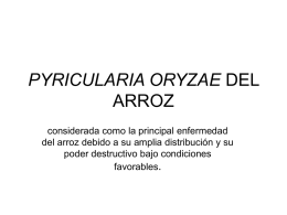PYRICULARIA ORYZAE DEL ARROZ.ppt