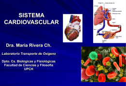 cardiovascular estructura, circulacion,flujo-estomato.ppt