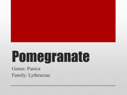 pomegranate.pptx