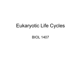 Eukaryotic Life Cycles
