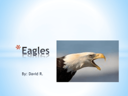 David R- Eagles