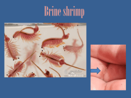Brine Shrimp PowerPoint