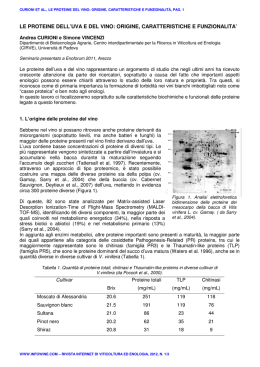 le proteine dell`uva e del vino: origine, caratteristiche e