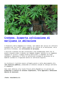 Crotone: Scoperta coltivazione di marijuana in abitazione