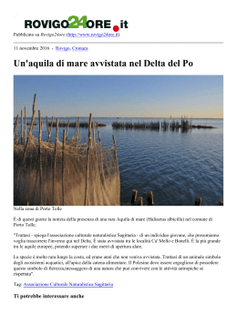 Un`aquila di mare avvistata nel Delta del Po