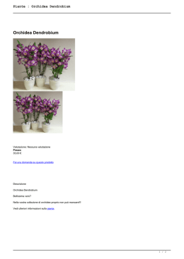 Piante : Orchidea Dendrobium