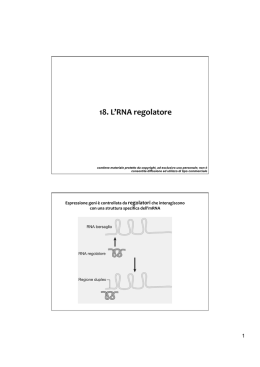 18.RNA regolatore File - Progetto e