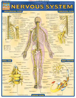 Study Nervous System