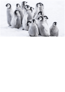 La marcia dei pinguini - Il richiamo