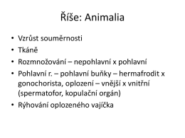 11 Strunatci 2A 2016